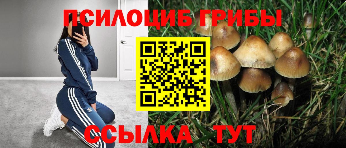 Томск  Псилоцибиновые грибы Psilocybine cubensis  Вход с VPN 